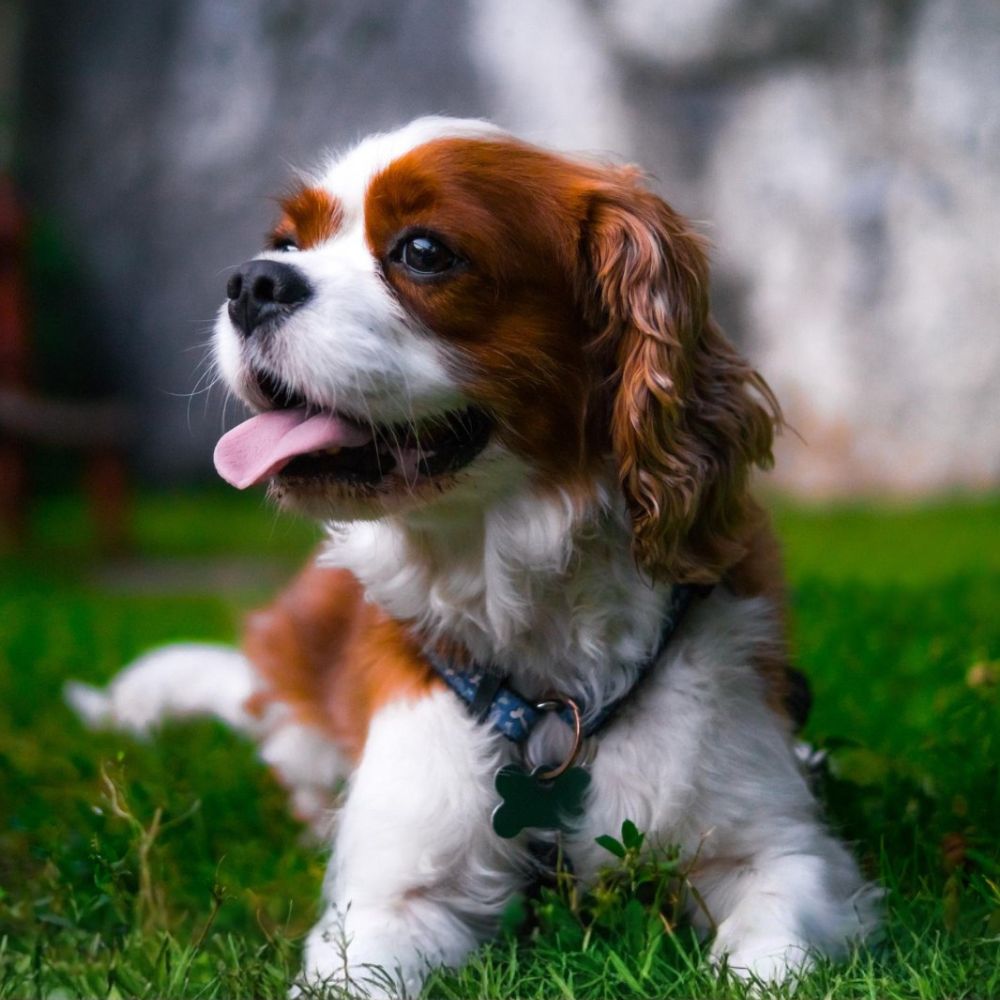 Brown and white spaniel lying on grass outdoors