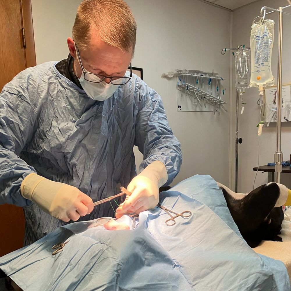 Veterinarian performing surgery on a pet in operating room