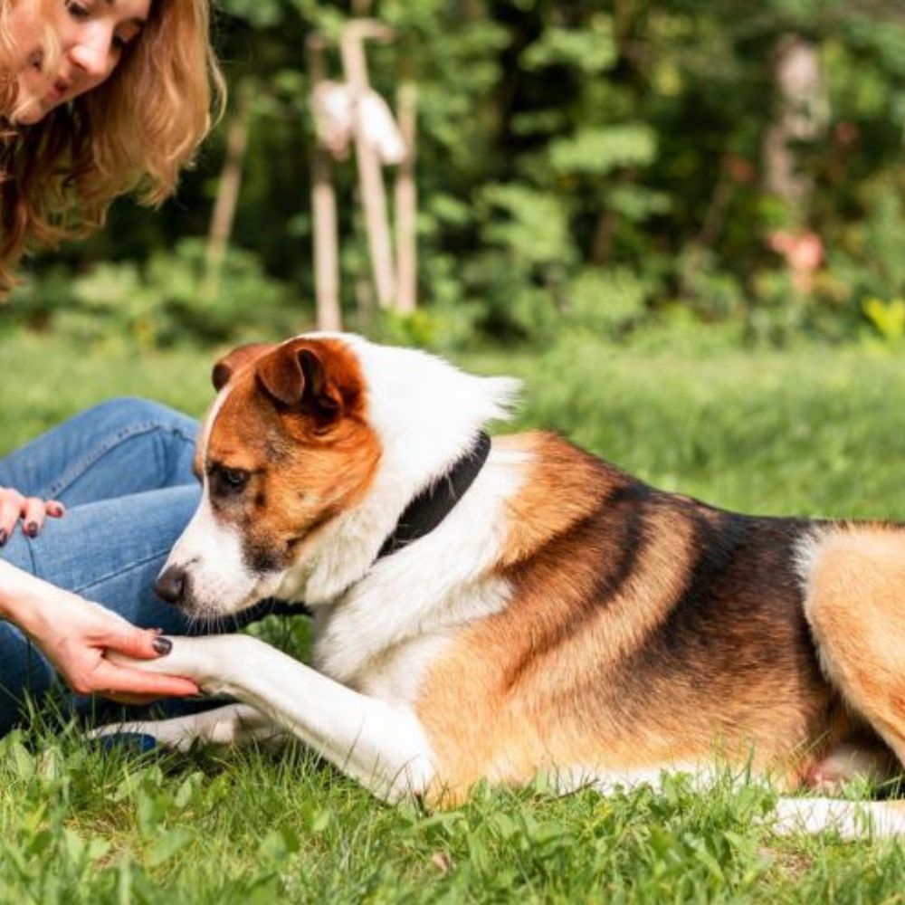 Dog giving its paw to a person sitting on grass