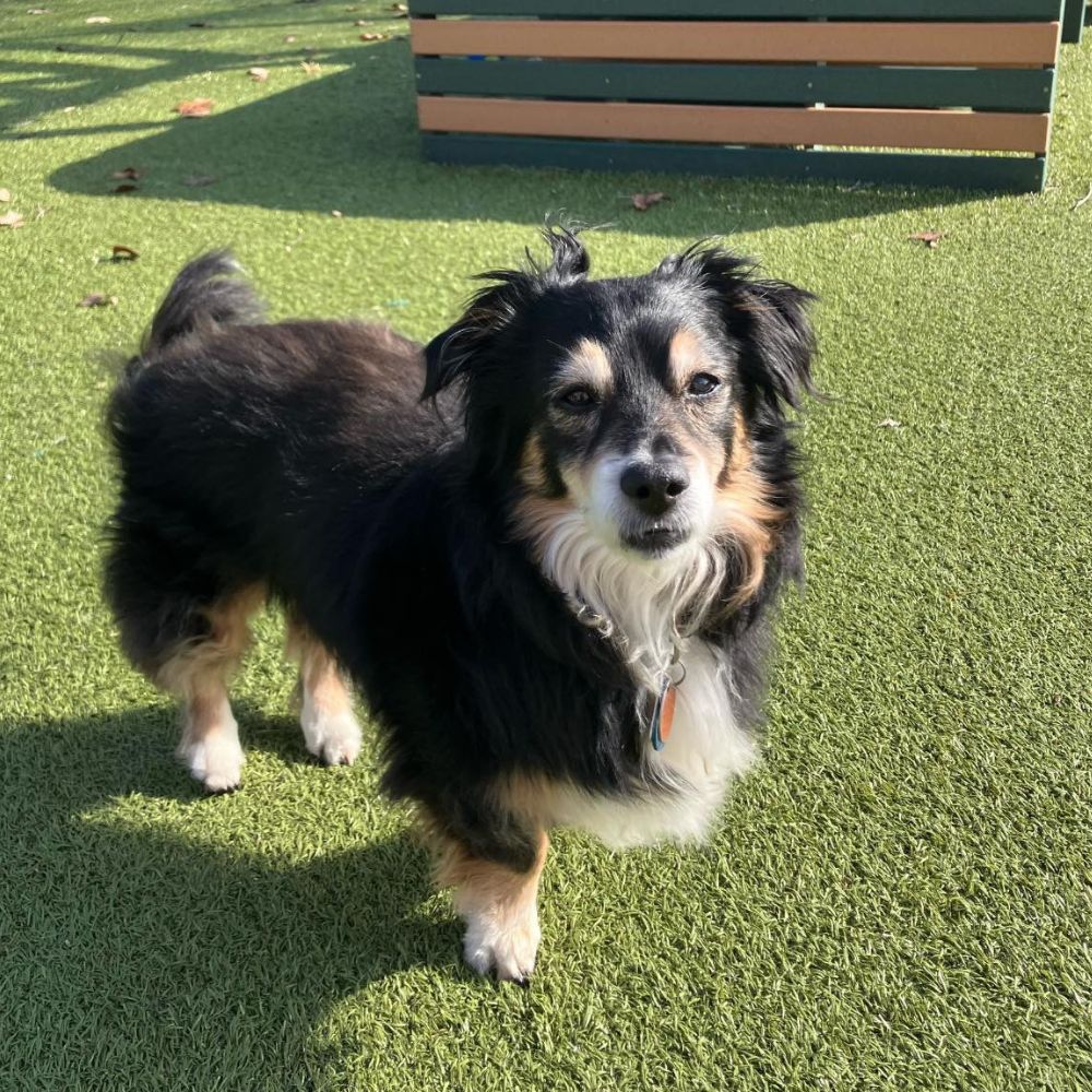 Black and tan dog standing on outdoor turf
