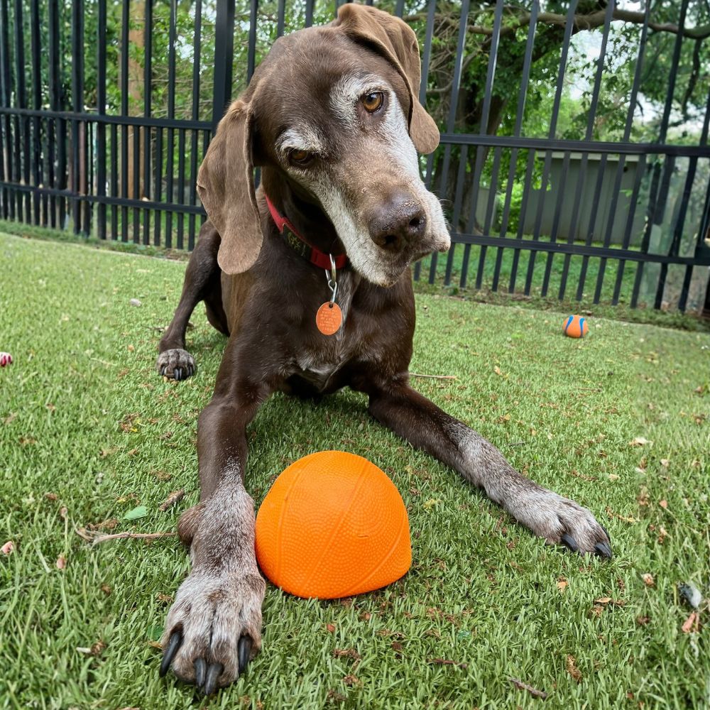 Senior brown dog lying on turf with an orange ball