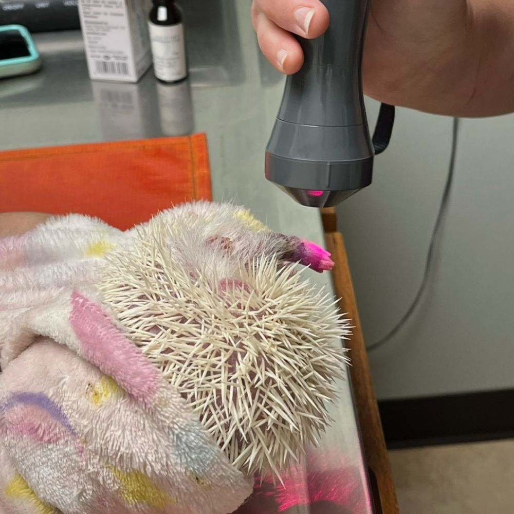 Bluestem Animal Clinic photo 5