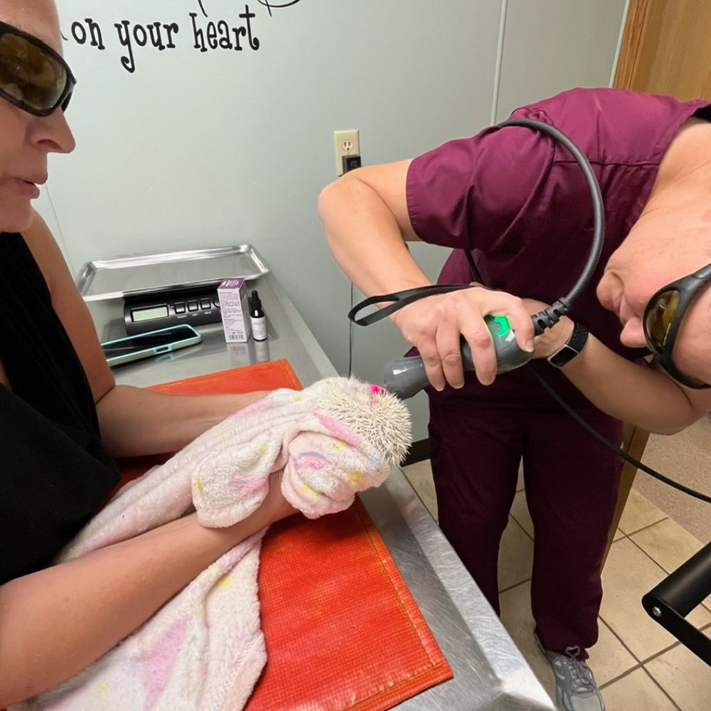 Veterinary staff using treatment laser on a hedgehog