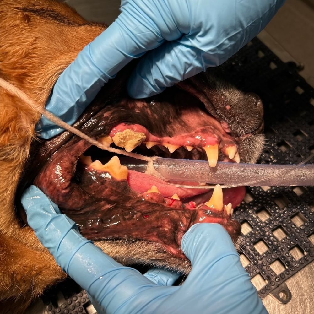 Close-up of a dog's teeth during dental procedure