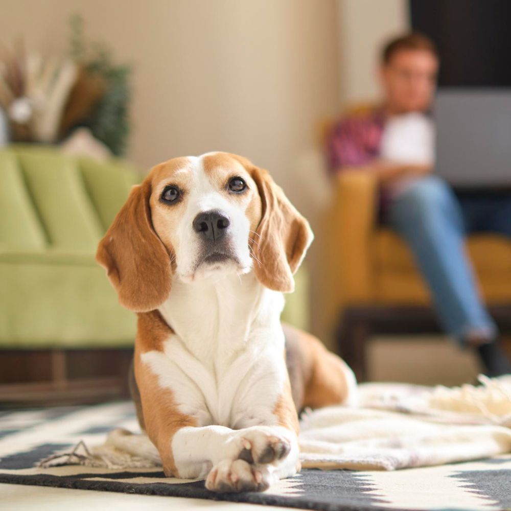 Beagle lying on a rug in a living room