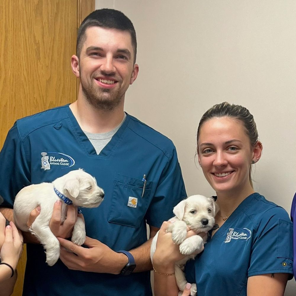 Two veterinary team members holding white puppies