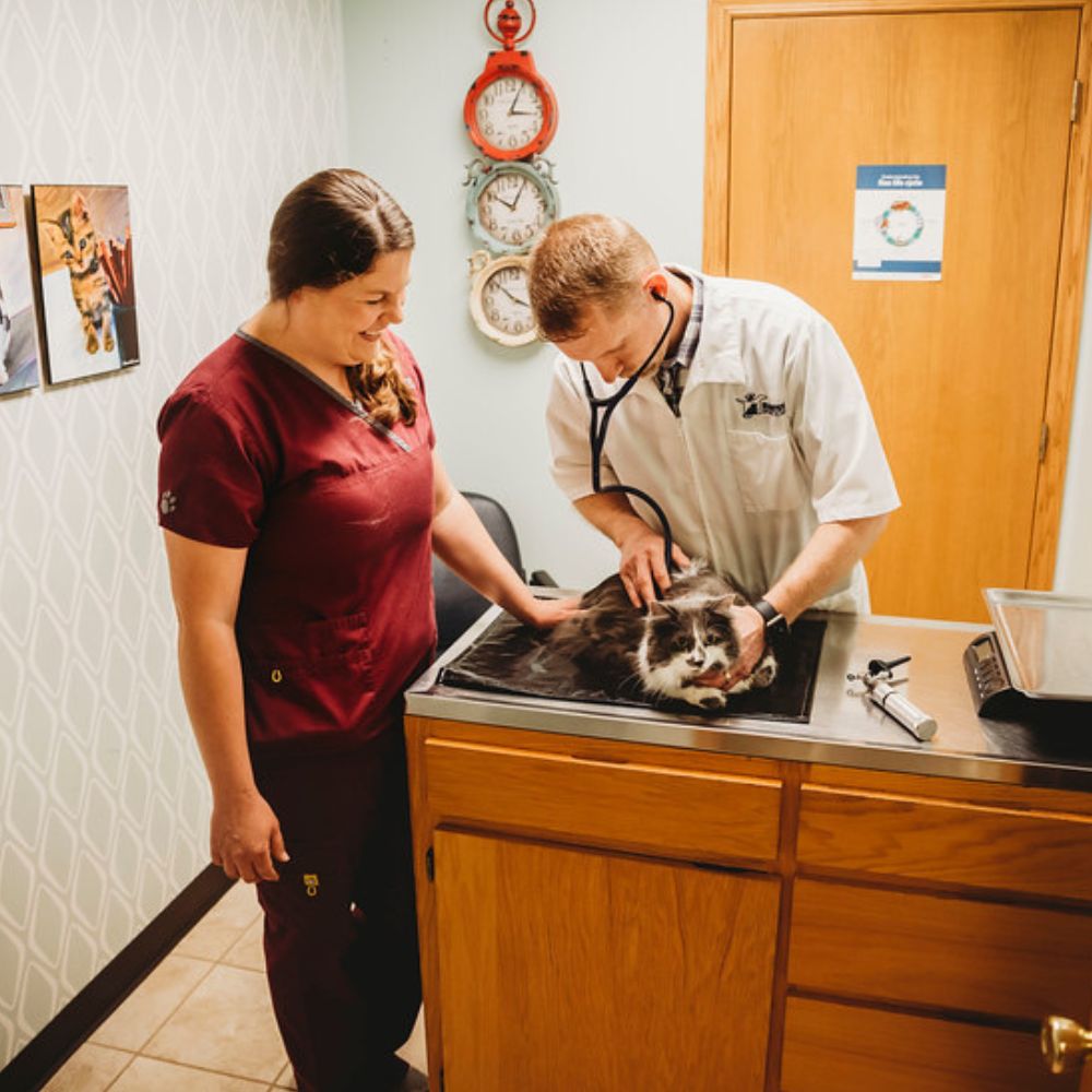 Veterinarian examining a black and white cat on exam table with staff member