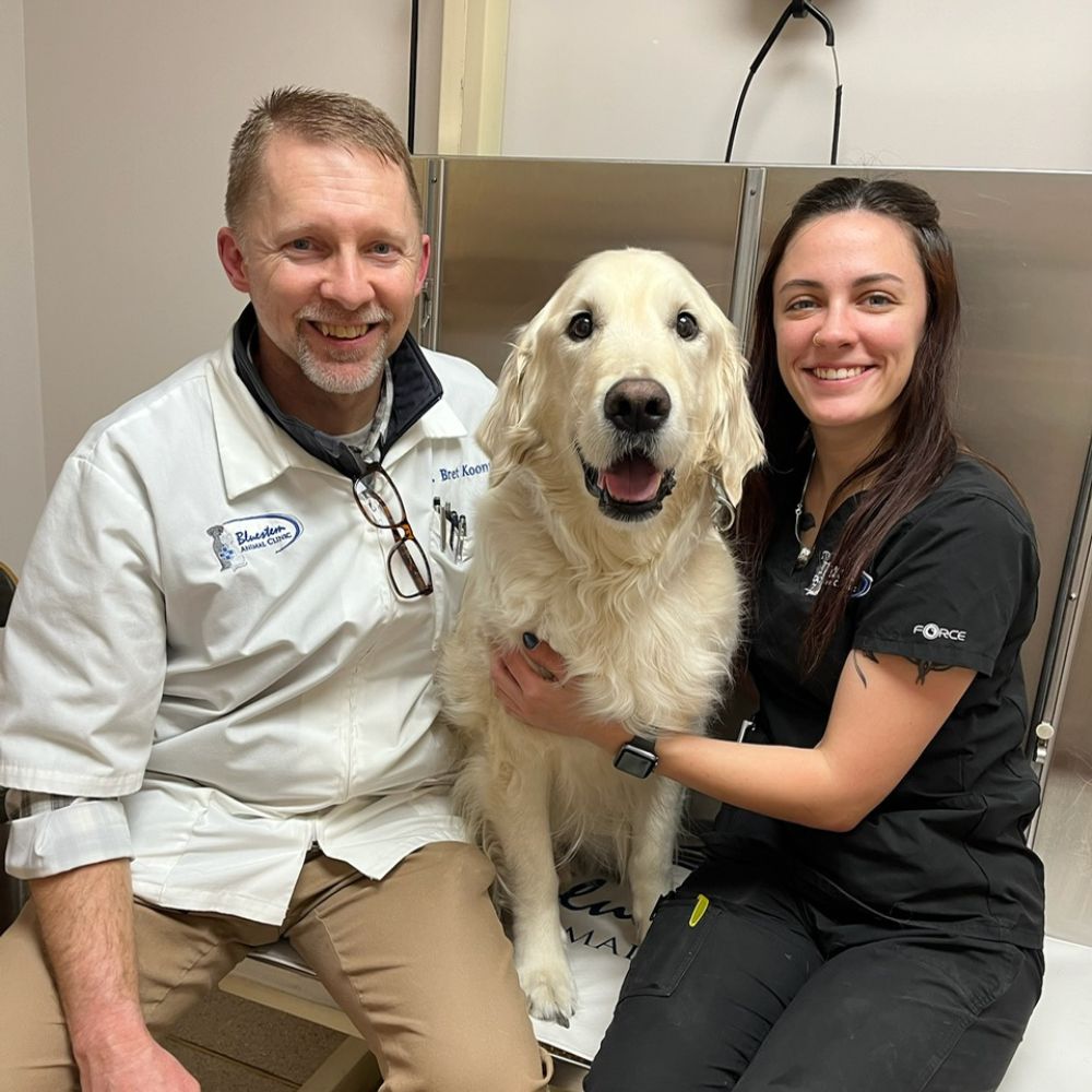 Veterinarian and staff member posing with a golden retriever
