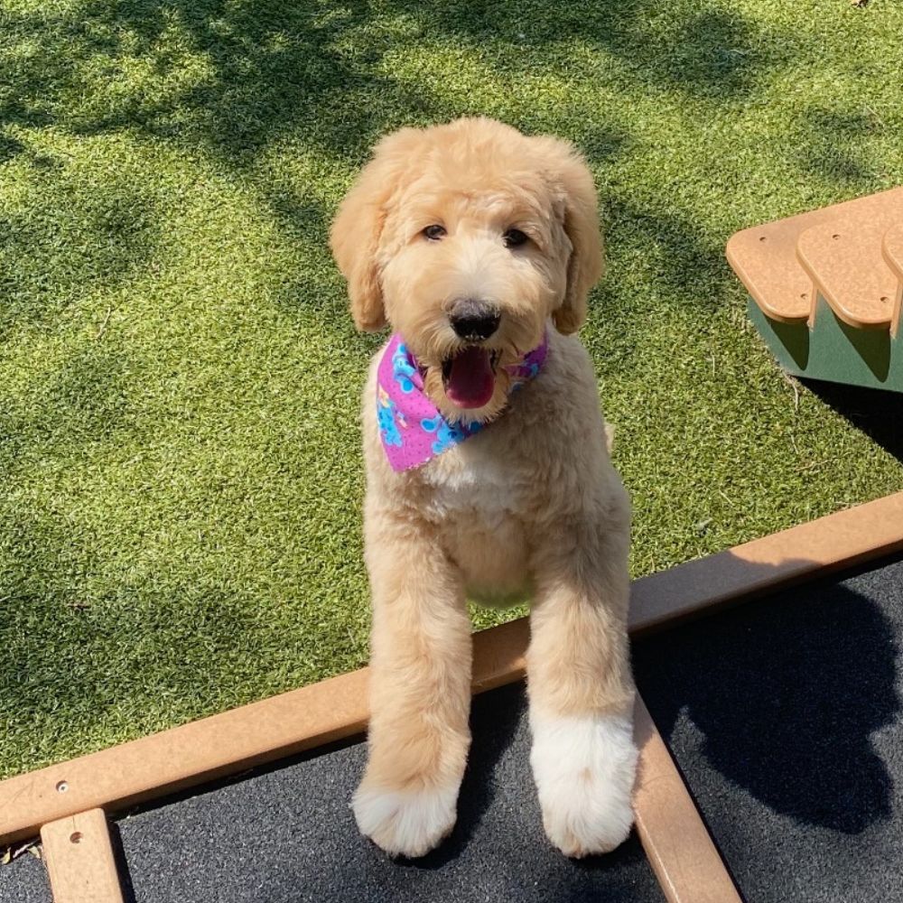 Goldendoodle standing on outdoor play equipment