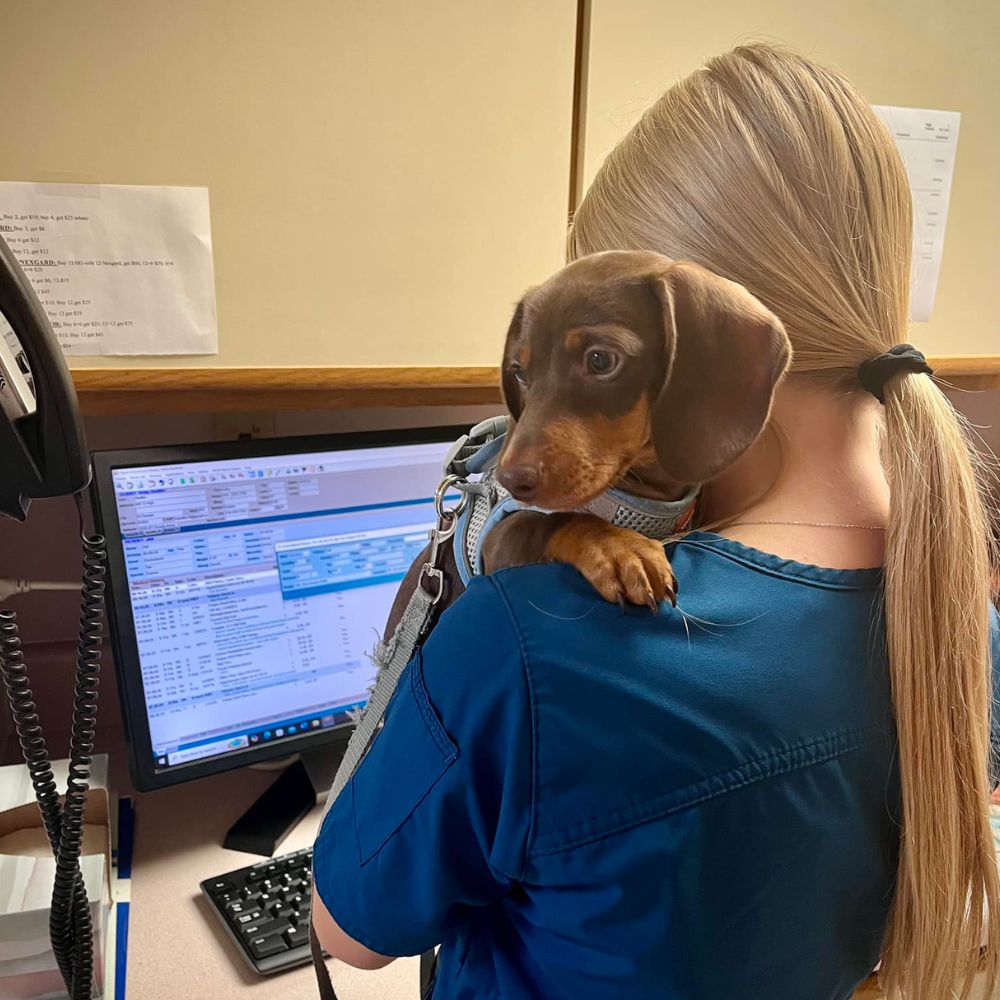 Dachshund resting on a staff member's shoulder at reception desk