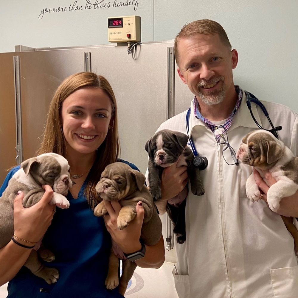 Veterinarian and staff member holding four bulldog puppies