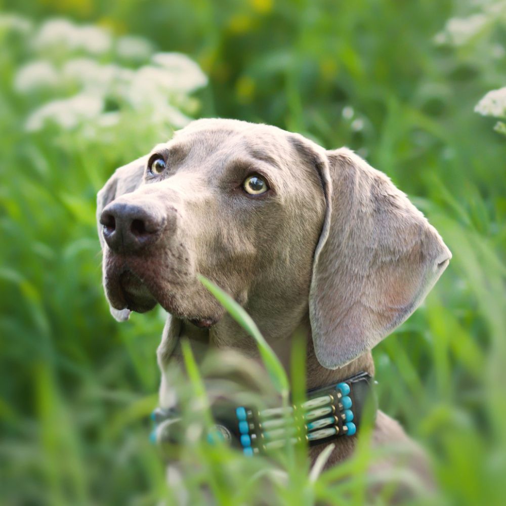 Gray Weimaraner in tall grass outdoors