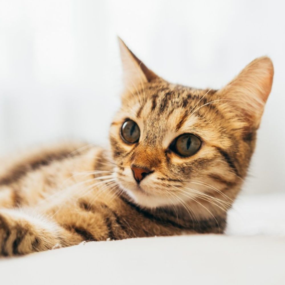 Tabby cat lying down indoors