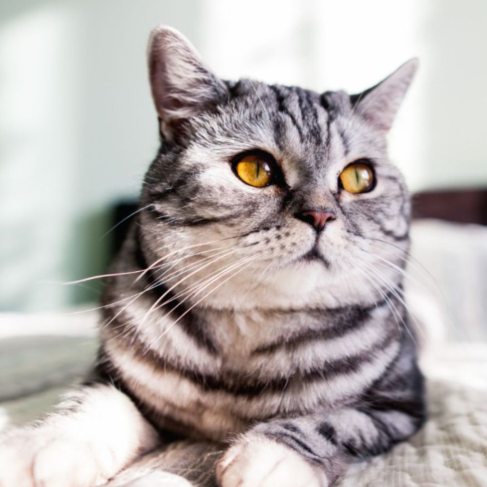 Silver tabby cat lying on a bed
