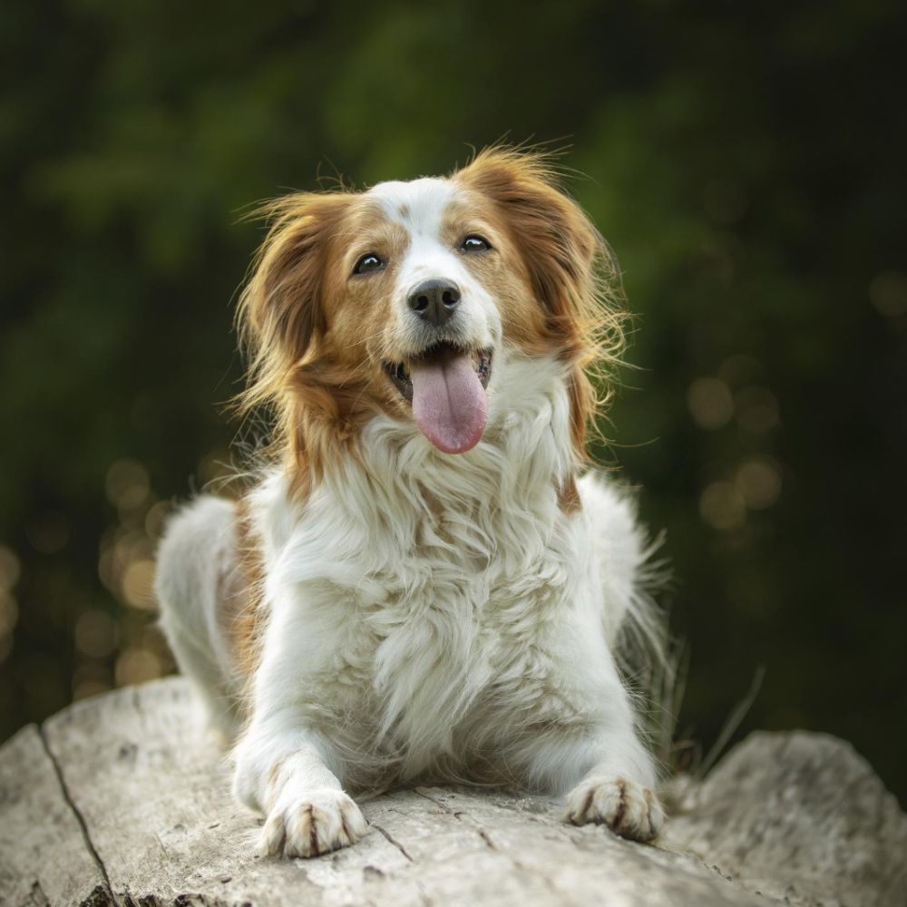 White and brown dog sitting on a log outdoors