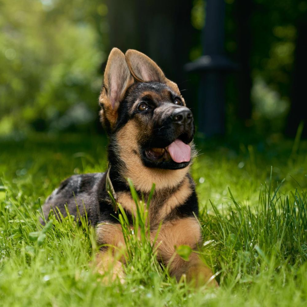 German shepherd puppy lying in grass