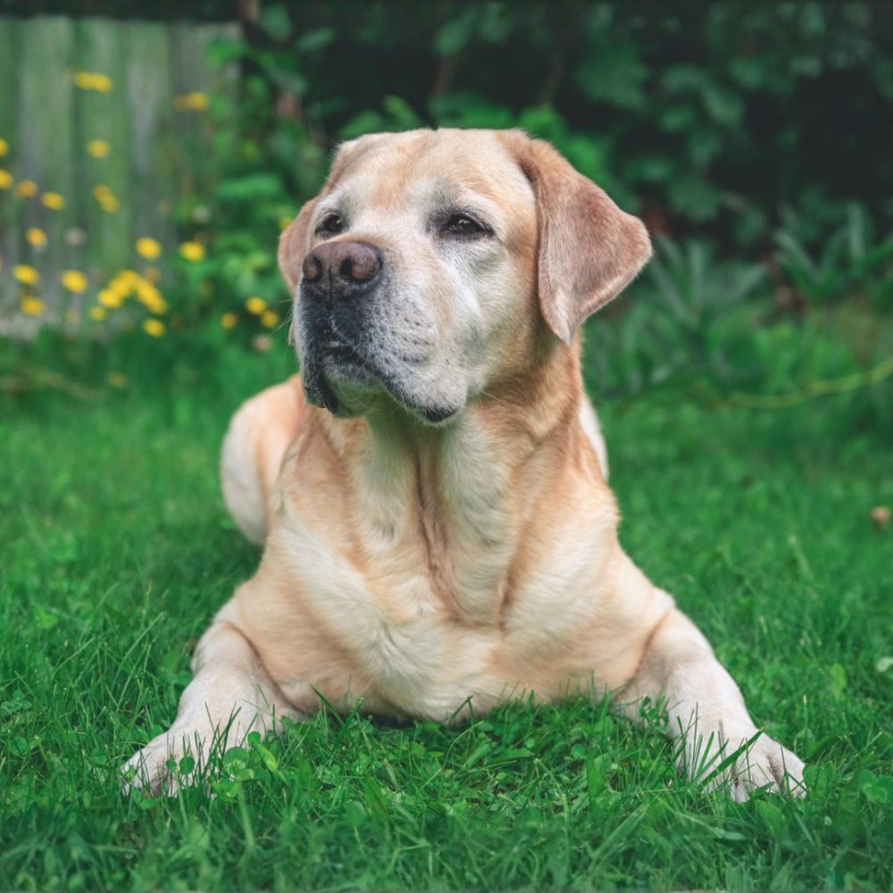 Yellow Labrador lying on grass outdoors