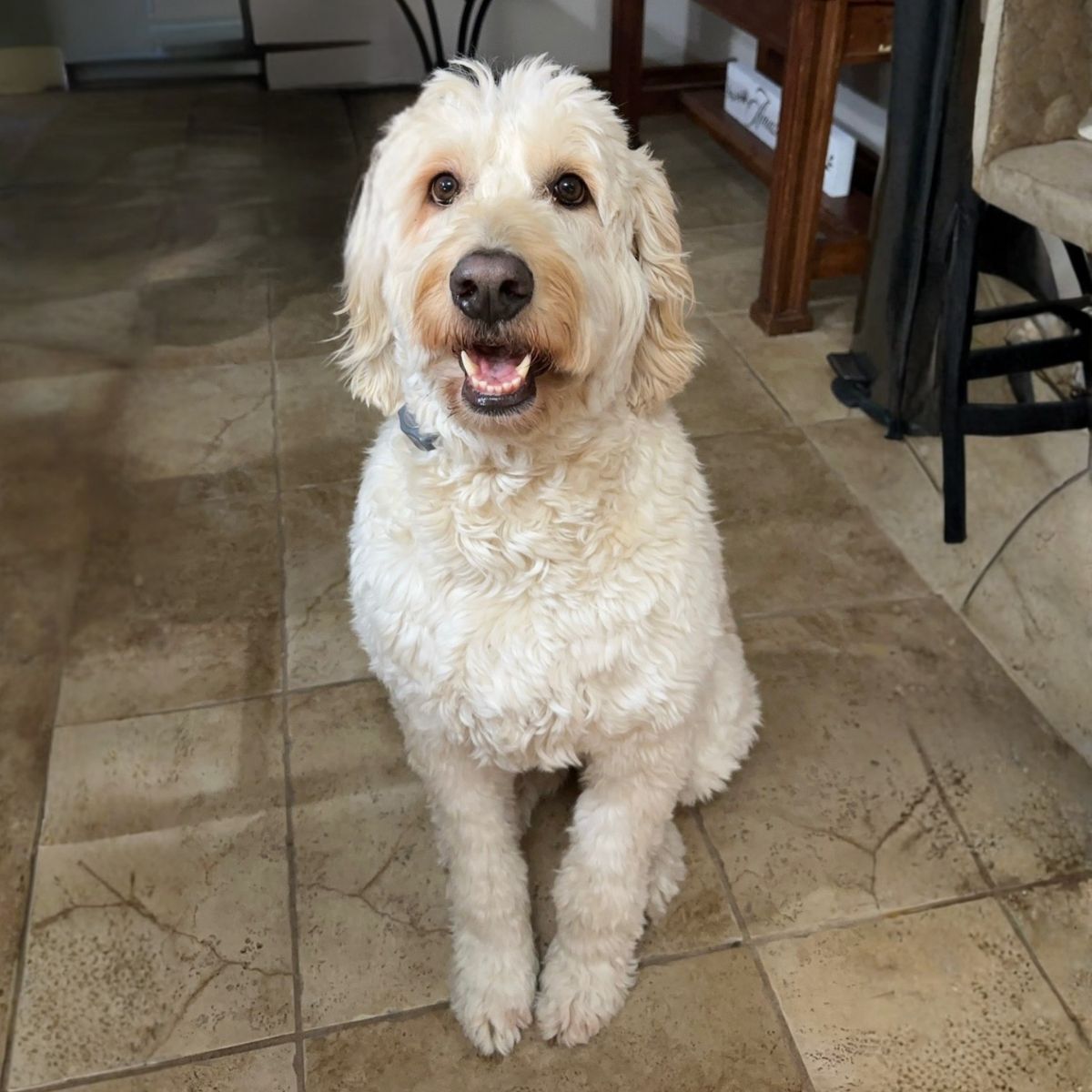 White dog sitting indoors