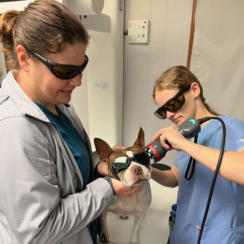 Veterinary team providing laser therapy treatment to a dog