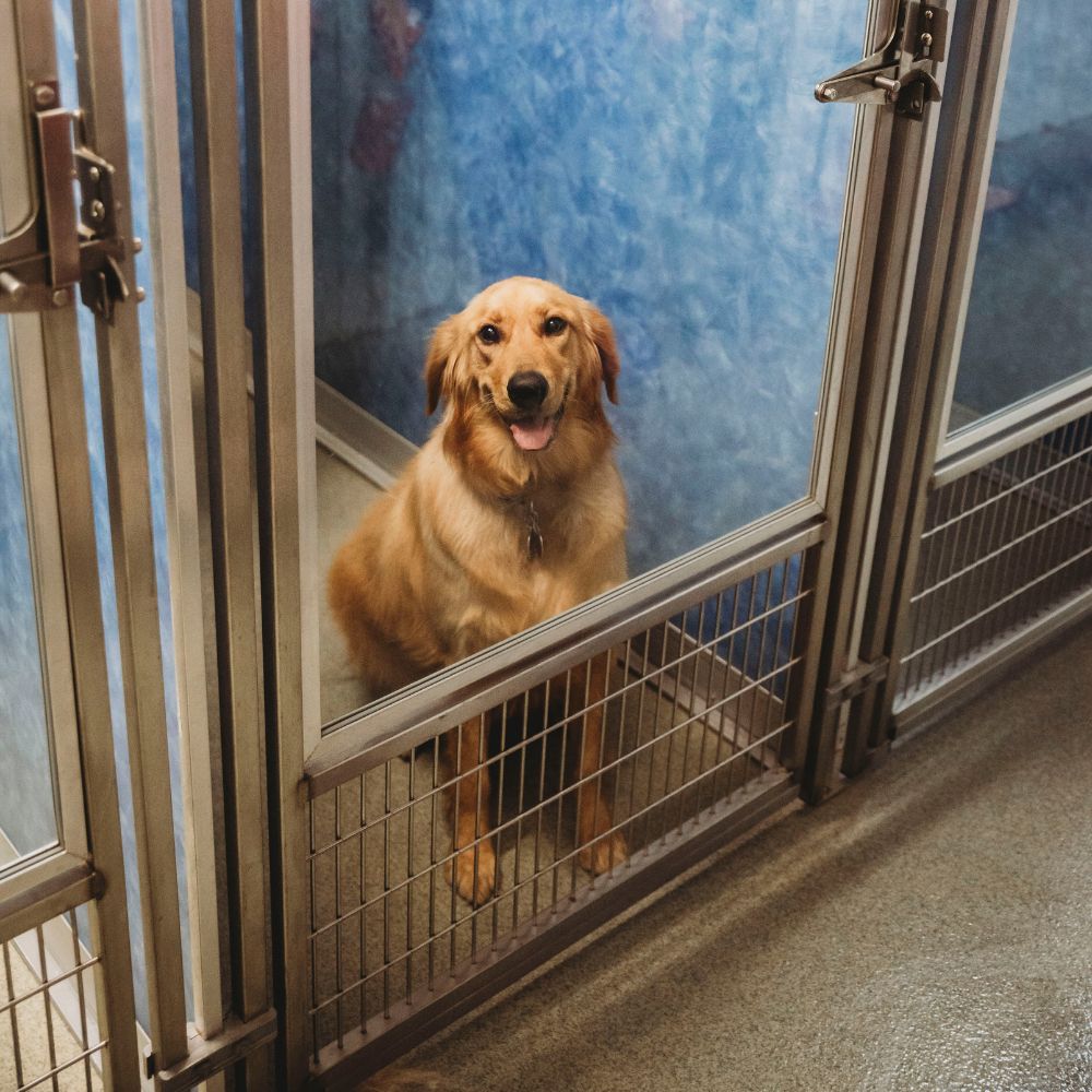 Dog sitting inside kennel